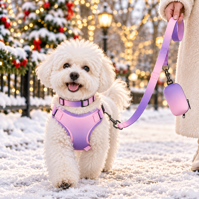 Bichon walking in the snow in the pink purple ombre harness set