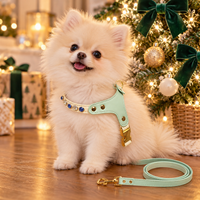 Pomeranian puppy in the mint green jeweled harness