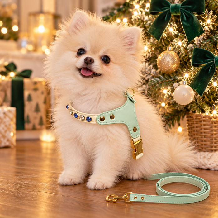 Pomeranian puppy in the mint green jeweled harness