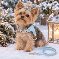 Yorkie in the sky blue jeweled harness in the snow