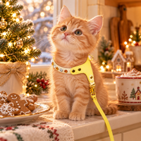 Ginger kitten in the lemon yellow jeweled harness