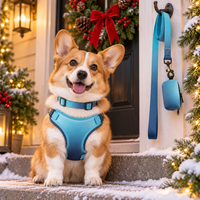 Corgi on a porch wearing the sapphire blue ombre harness set